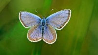 455 - SILVER STUDDED BLUE RESTING - SMITH GEOFF - united kingdom <div